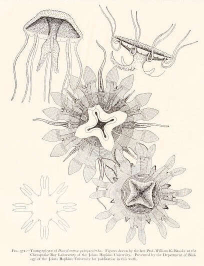 Image of Atlantic sea nettle