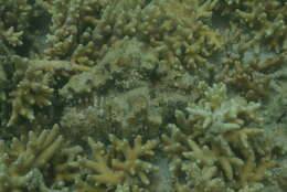 Image of China Clam