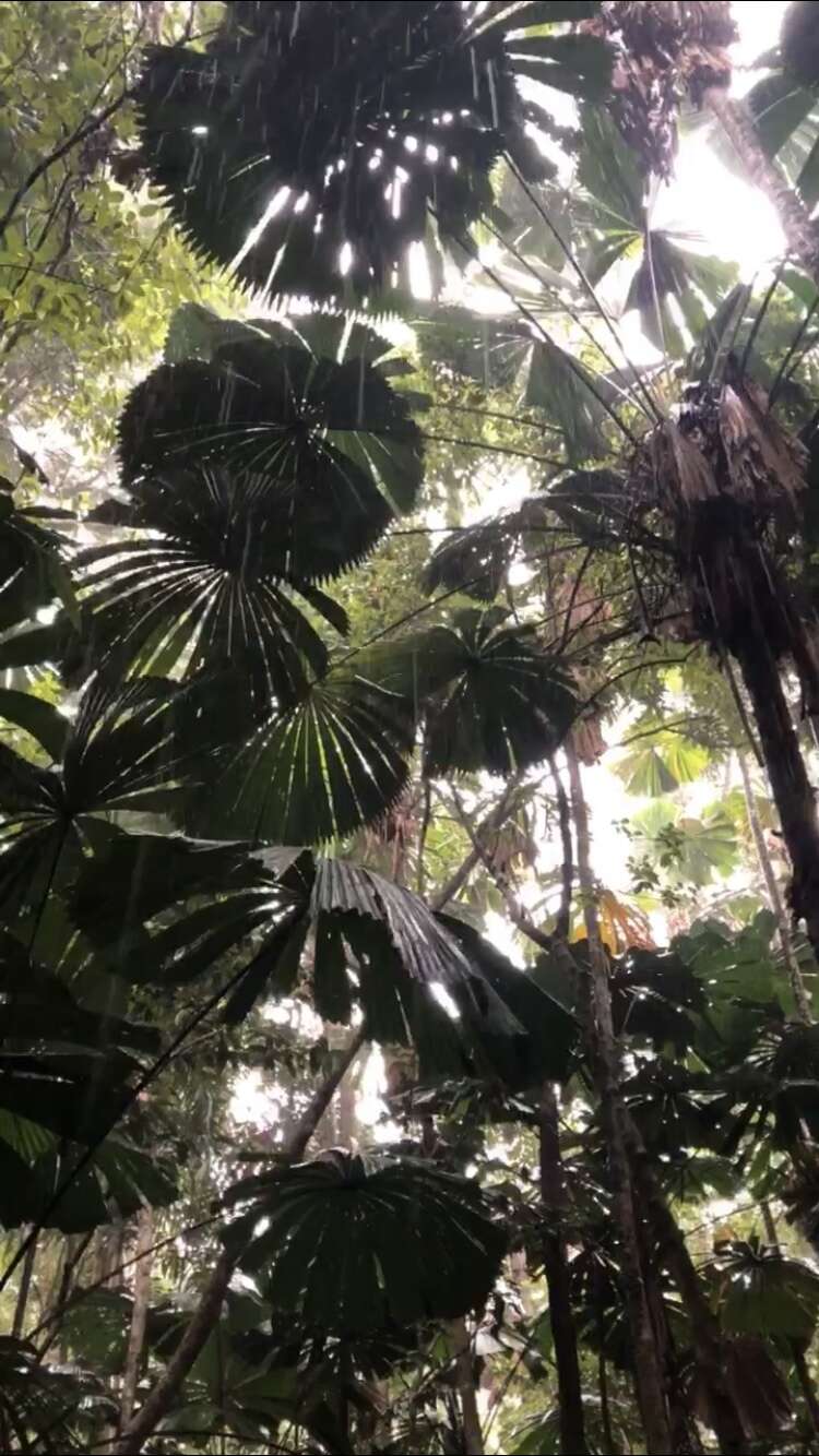 Image of Licuala fan palm