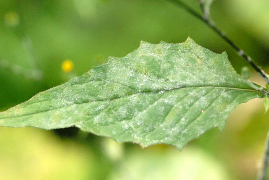 Image of <i>Podosphaera fusca</i> (Fr.) U. Braun & Shishkoff 2000