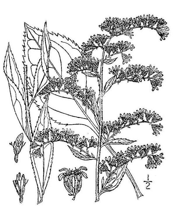 Image of Atlantic goldenrod