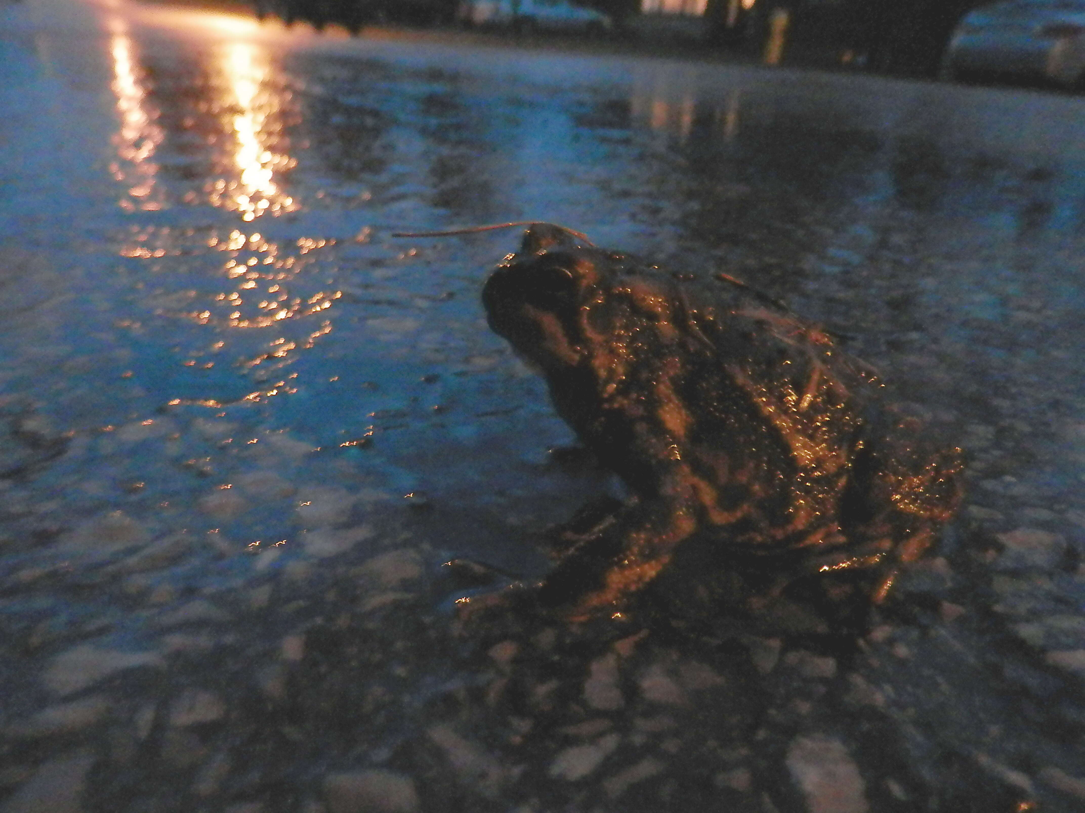 Image of American Toad