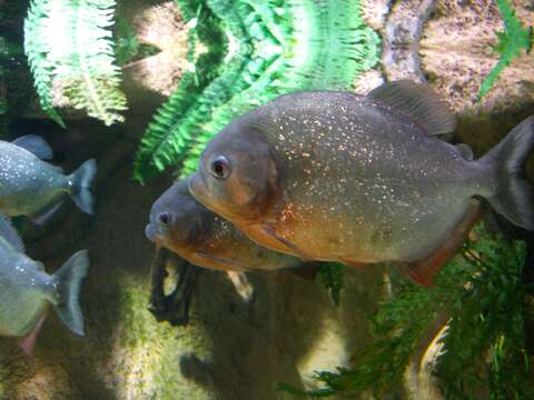 Image of Red-bellied piranha