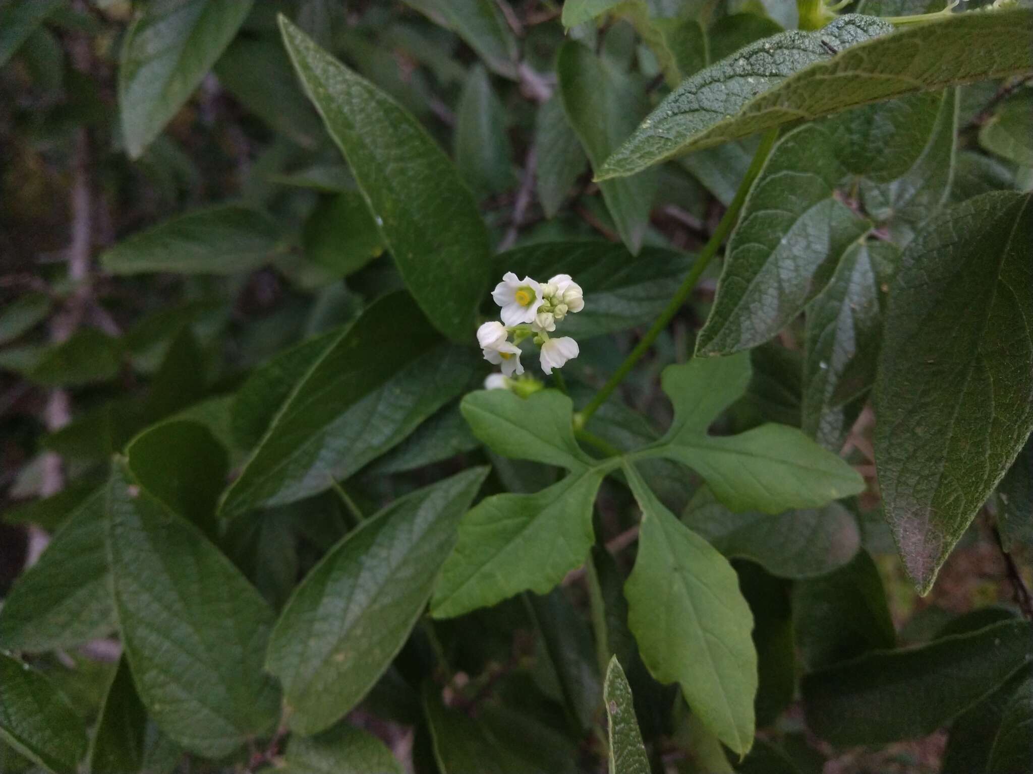 Image of Naudin's cyclanthera