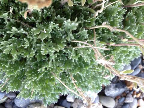 Plancia ëd Artemisia glomerata Ledeb.