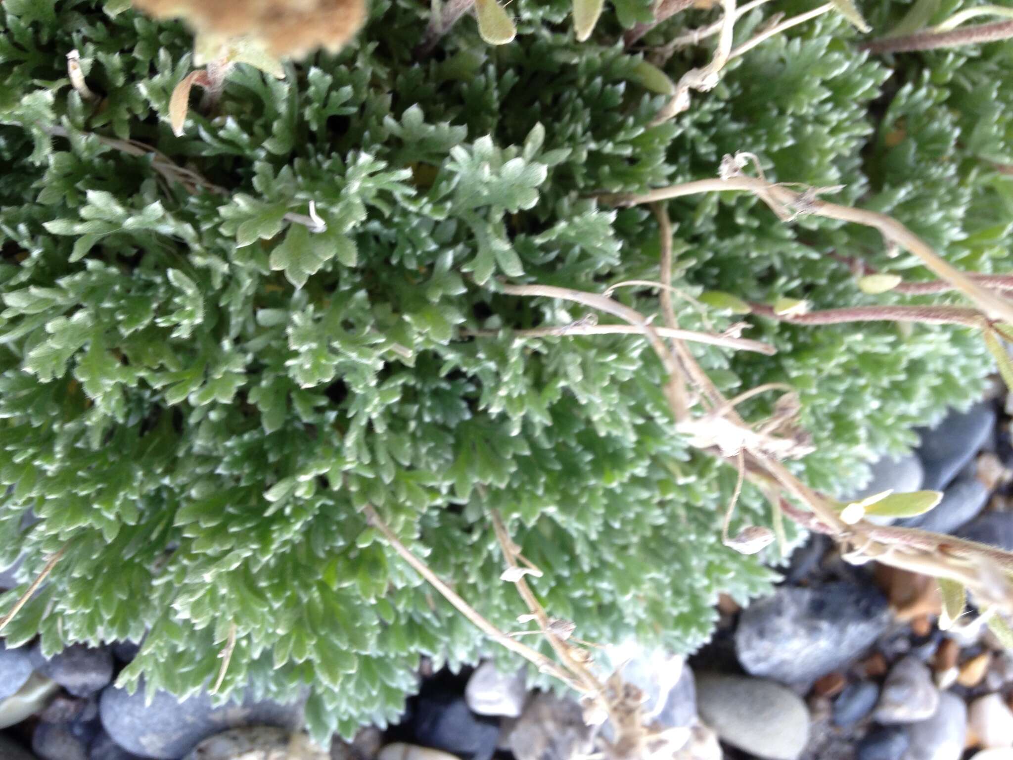 Plancia ëd Artemisia glomerata Ledeb.