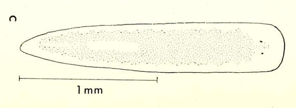 Image of Planariidae