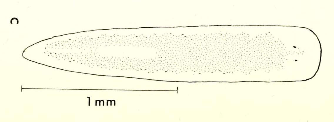 Image of Planariidae