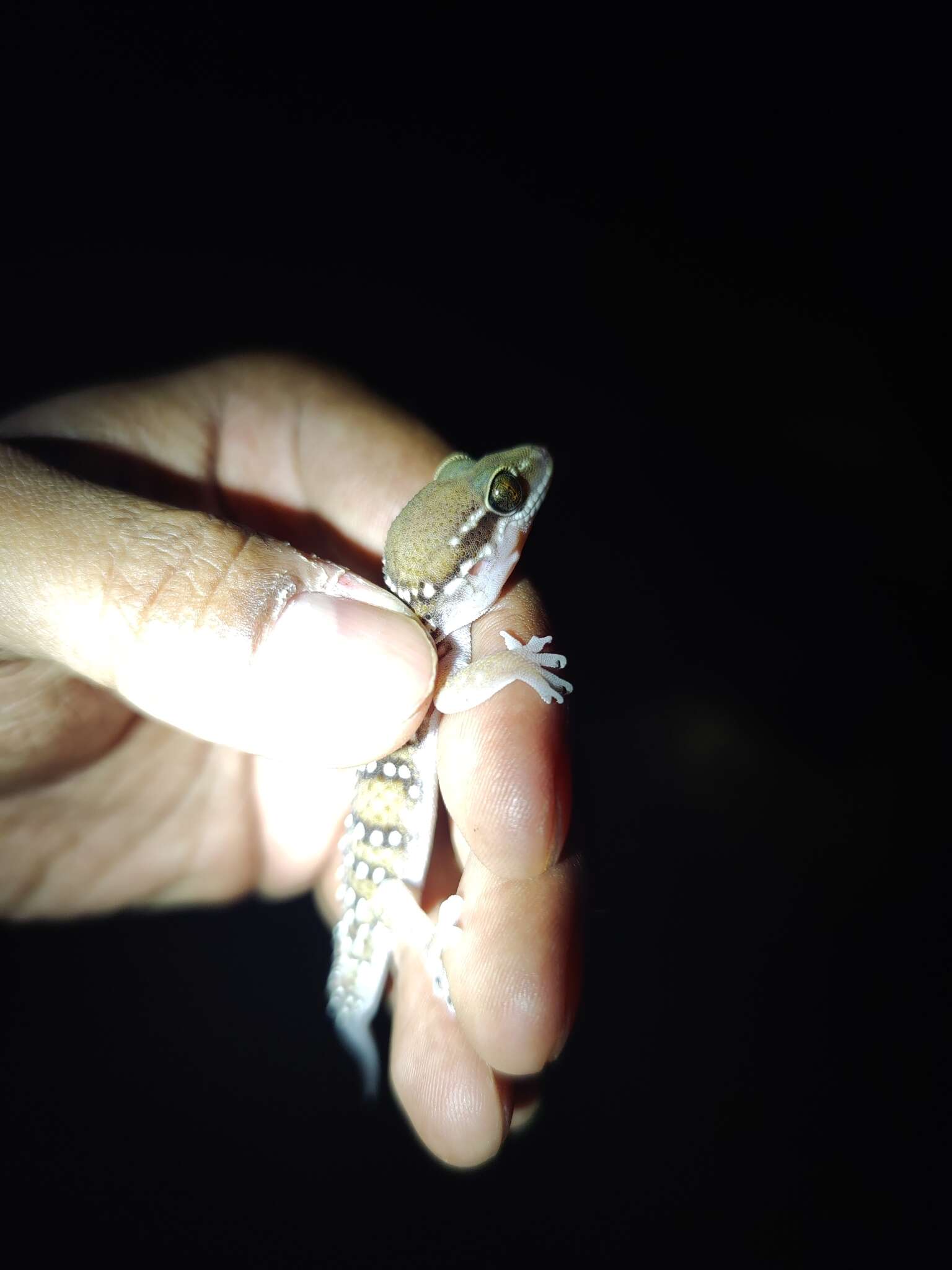 Image de Hemidactylus whitakeri Mirza, Gowande, Patil, Ambekar & Patel 2018