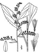 Image of Atlantic goldenrod