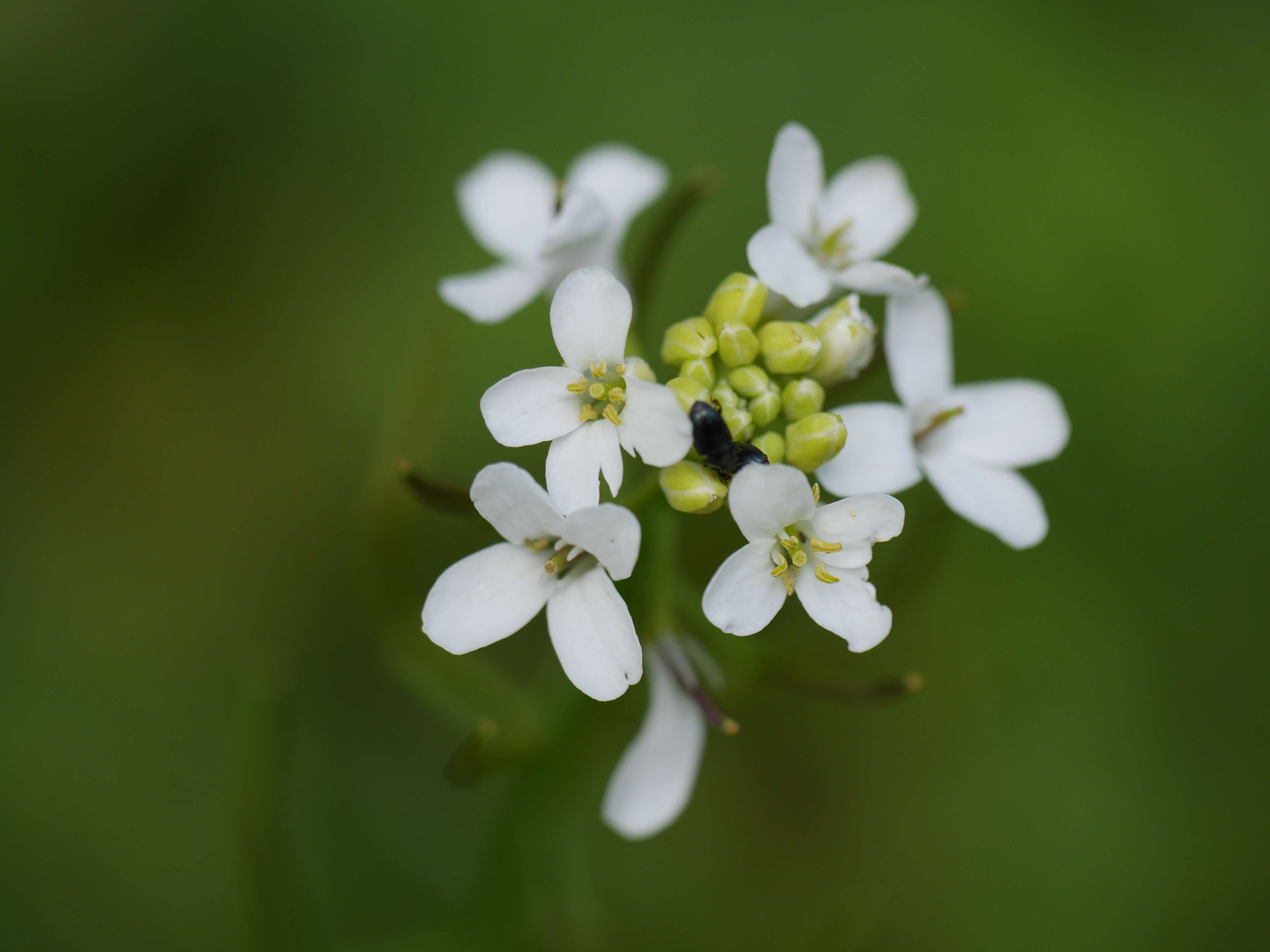 Image of Mouse-ear Cress