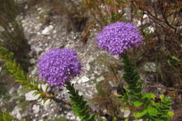 Image of Pseudoselago pulchra O. M. Hilliard