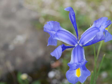 Image of Spanish iris