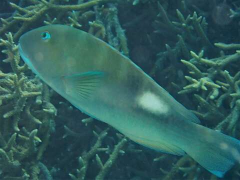 Image of Blue Tuskfish