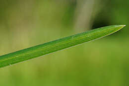 Image of blue moor grass