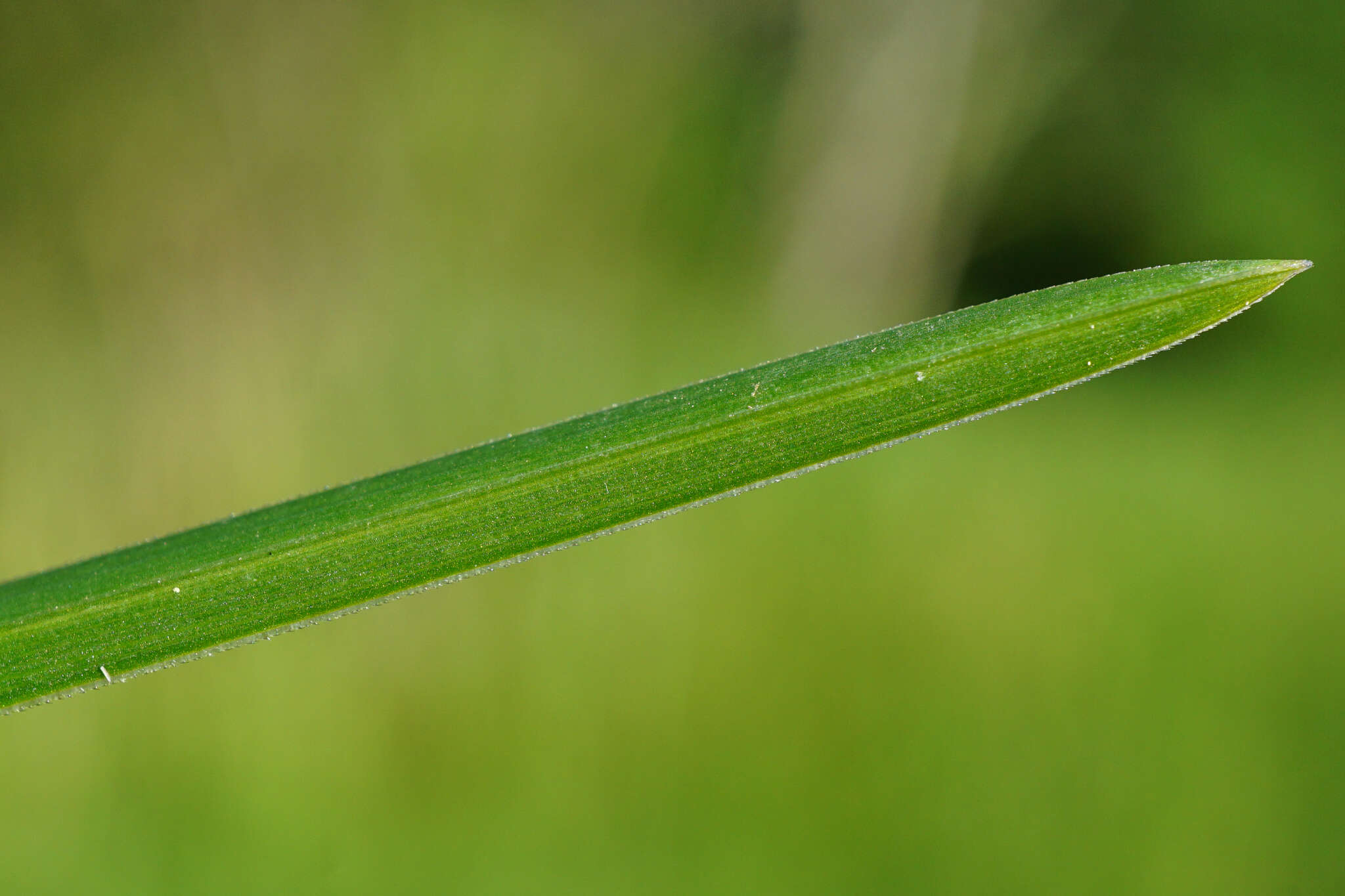 Imagem de Sesleria caerulea (L.) Ard.