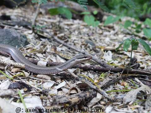 Image of Peters' Bright Snake