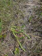 Image of foxtail clubmoss