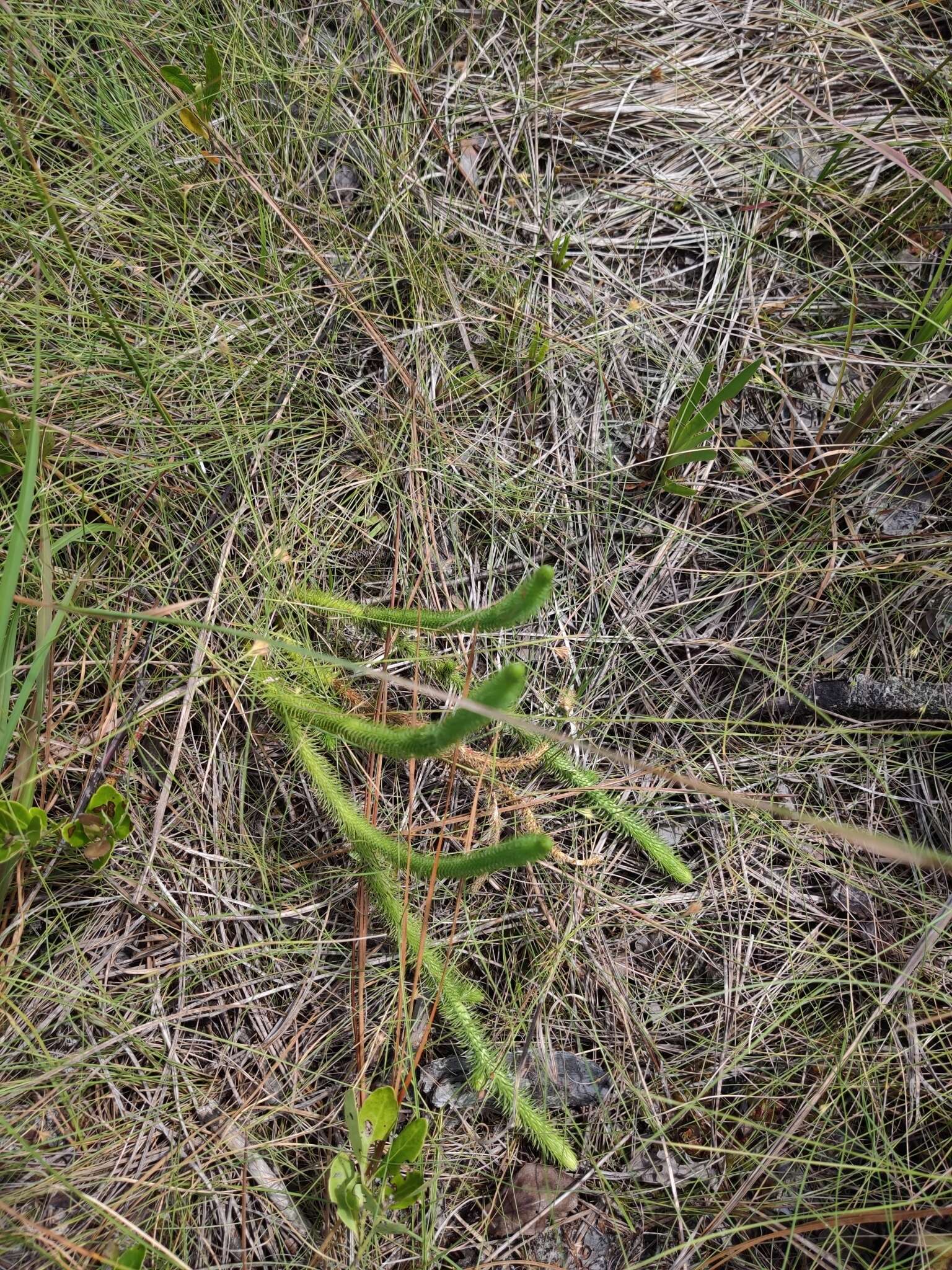 Слика од Lycopodiella alopecuroides (L.) Cranfill