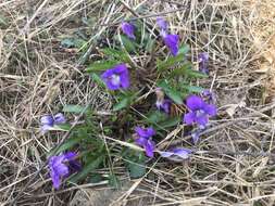 Image of glade violet