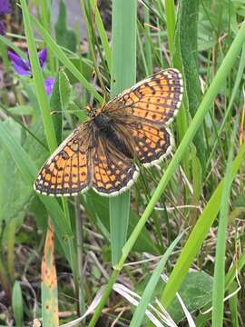 Plancia ëd Melitaea arcesia Bremer 1861