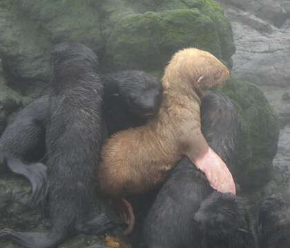 Image of fur seal