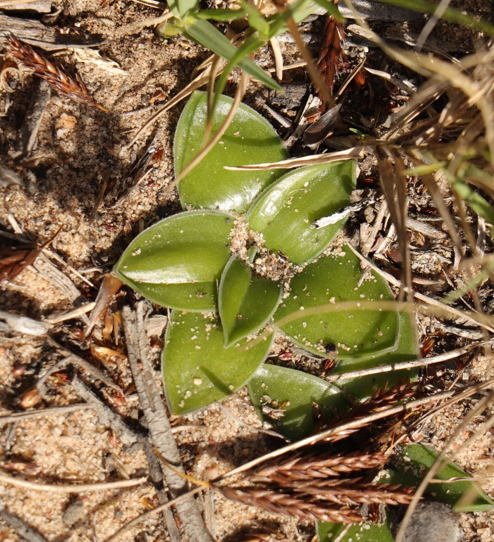 Image of Drimia ciliata (L. fil.) J. C. Manning & Goldblatt