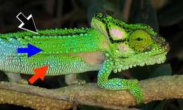 Image of Knysna dwarf chameleon