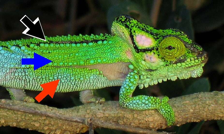 Image of Knysna dwarf chameleon