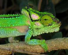 Image of Knysna dwarf chameleon