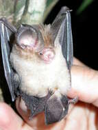 Image of Vietnamese Leaf-nosed Bat