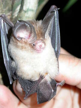 Plancia ëd Hipposideros pomona K. Andersen 1918