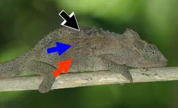 Image of Pondo Dwarf Chameleon