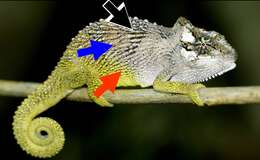 Image of Pondo Dwarf Chameleon