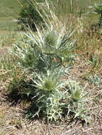 Eryngium spinalba Vill. resmi