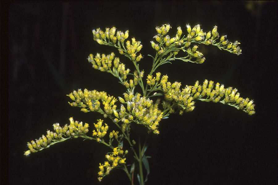 Solidago canadensis L. resmi