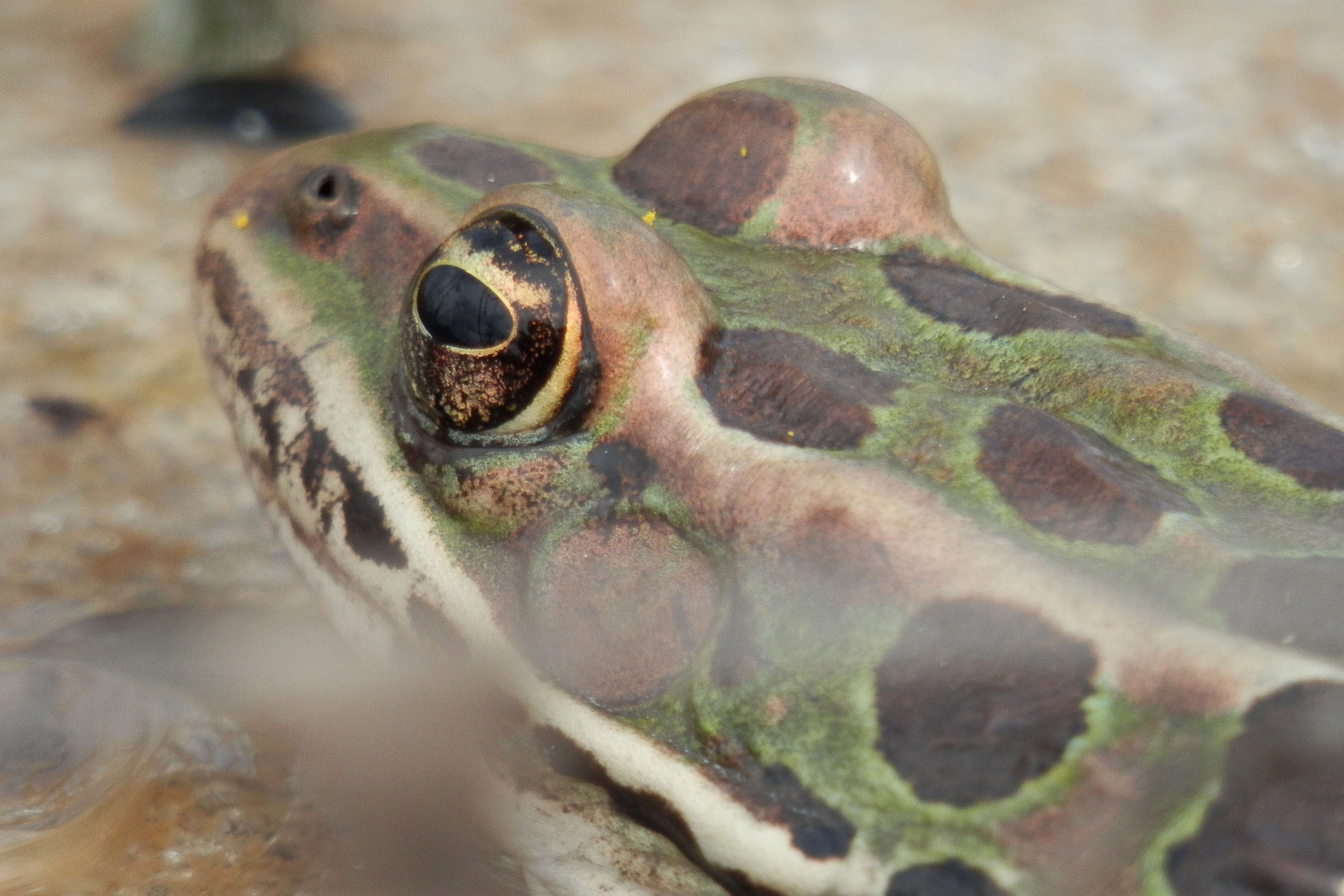 Image of Northern Leopard Frog