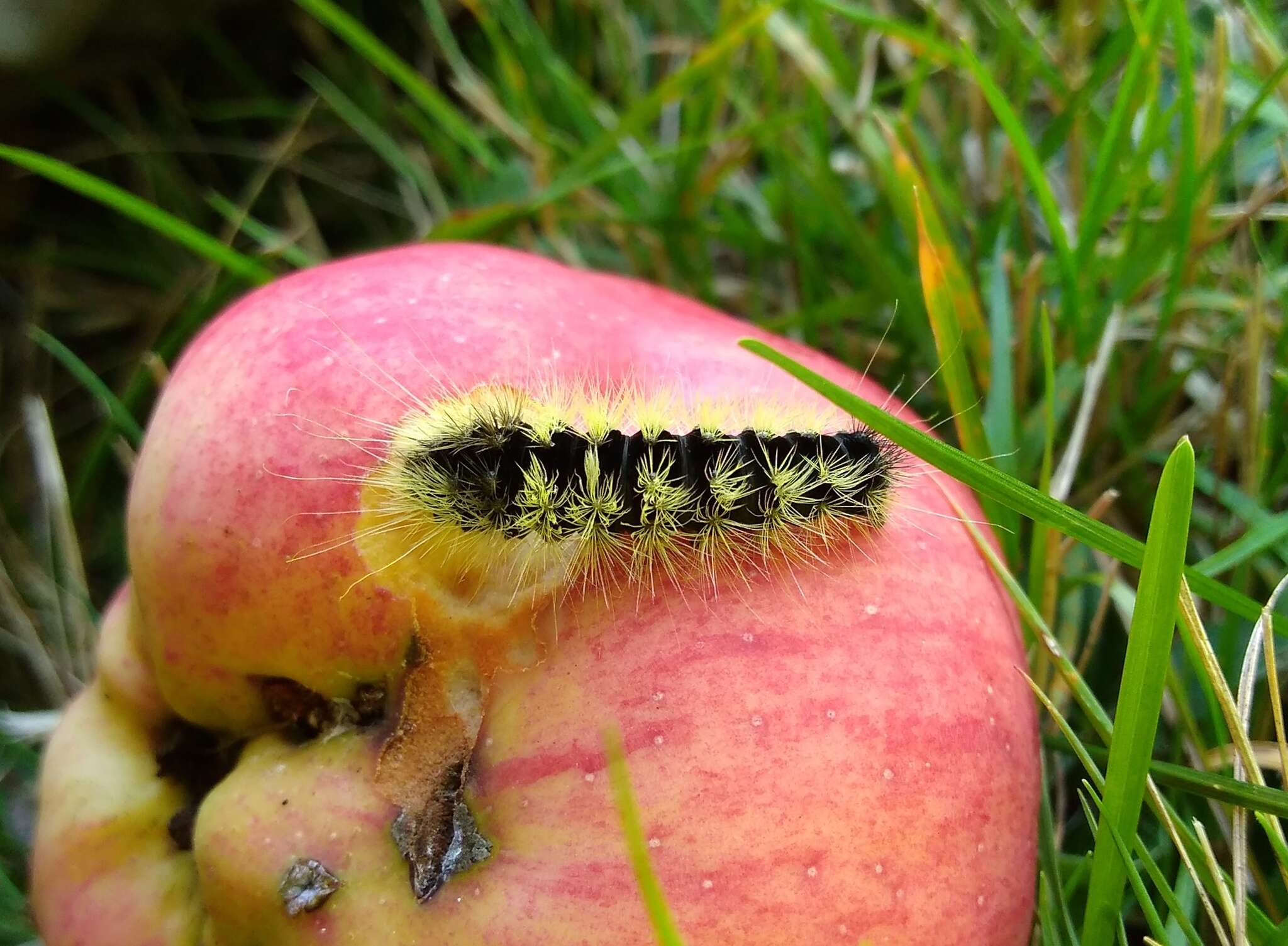 Image of Impressed Dagger Moth