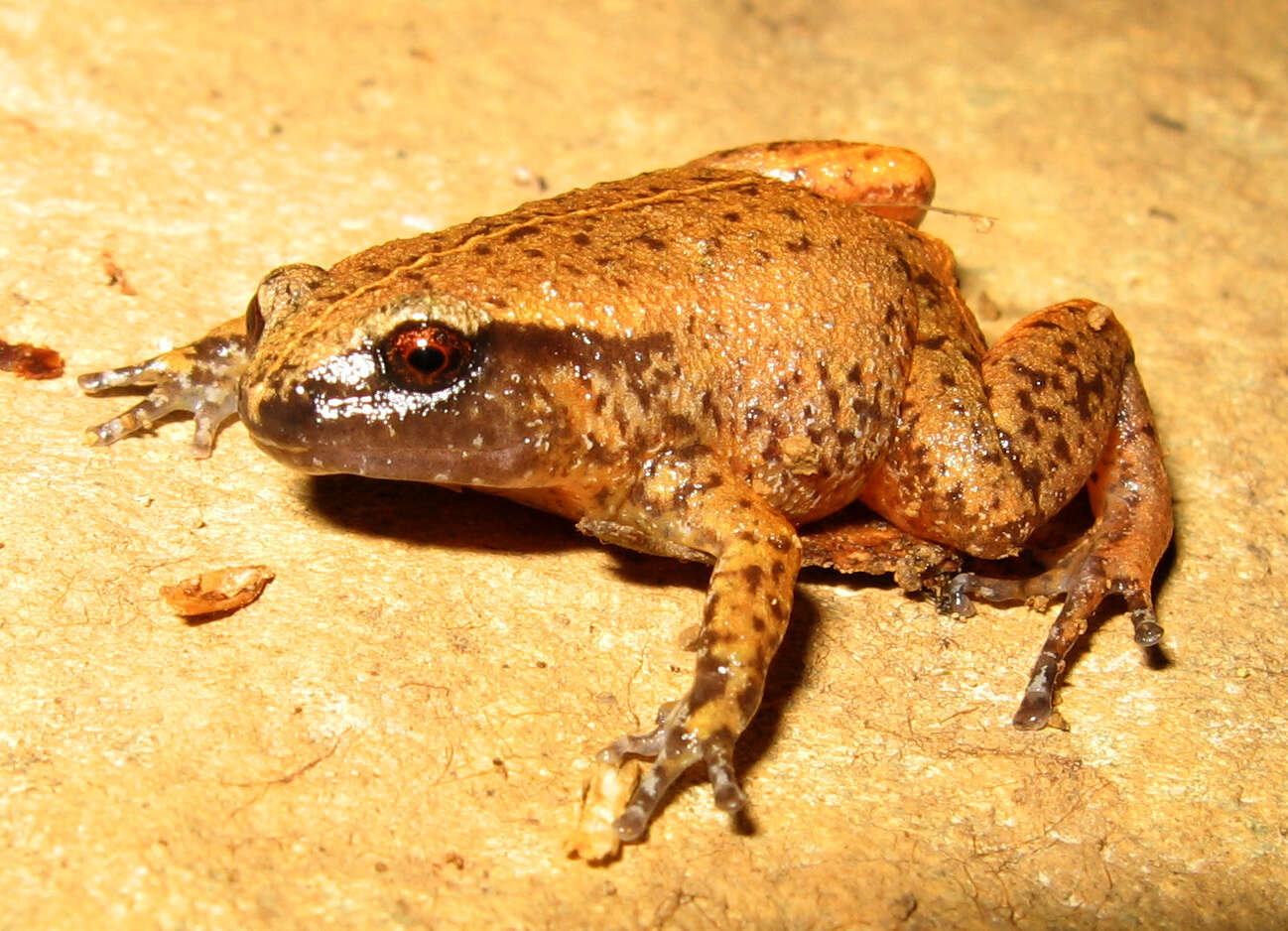 Image of Rain Frog