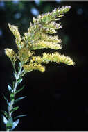 Image of pine barren goldenrod