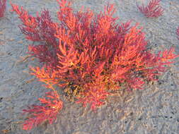 Image of Salicornia perennans Willd.