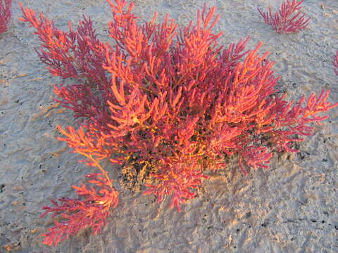 Слика од Salicornia perennans Willd.