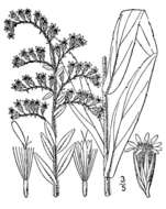 Image of pine barren goldenrod