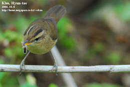 Image of Black-browed Reed Warbler