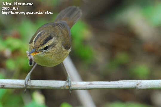 Image of Black-browed Reed Warbler