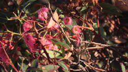 Imagem de Corymbia ficifolia (F. Müll.) K. D. Hill & L. A. S. Johnson