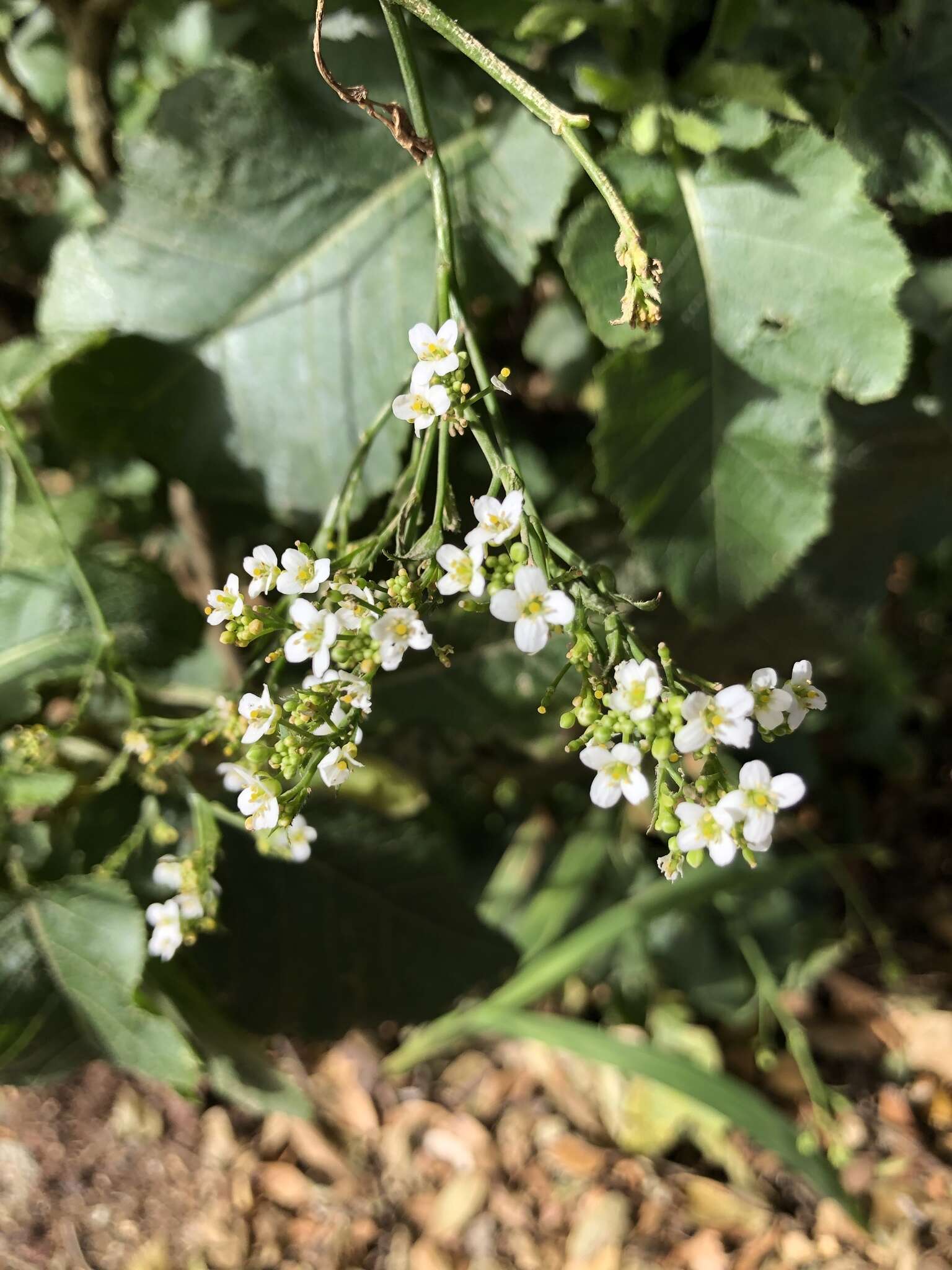 صورة Crambe strigosa L'Hér.