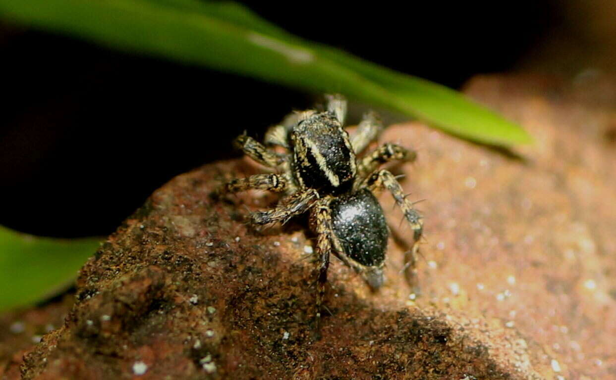 Image of Stenaelurillus albus Sebastian, Sankaran, Malamel & Joseph 2015