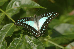 Graphium eurypylus (Linnaeus 1758) resmi