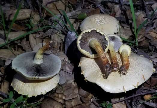 Imagem de Leratiomyces riparius (A. H. Sm.) Redhead 2014